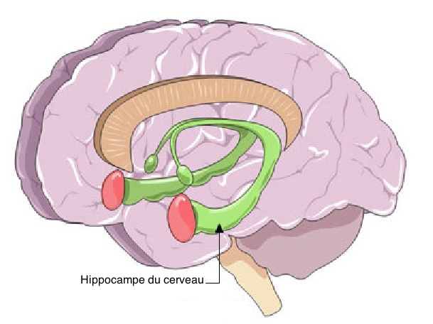 Bipolarité et cause hippocampe